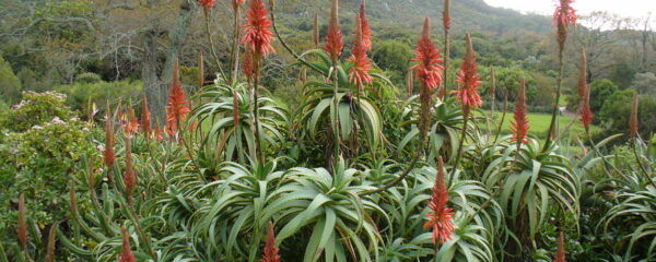 plante aloe