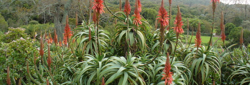 plante aloe